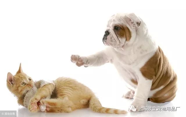 猫狗缠斗2024最新版本下载-猫狗缠斗3d游戏下载v.8.18